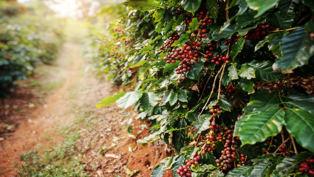 Wayanad Coffee Experience